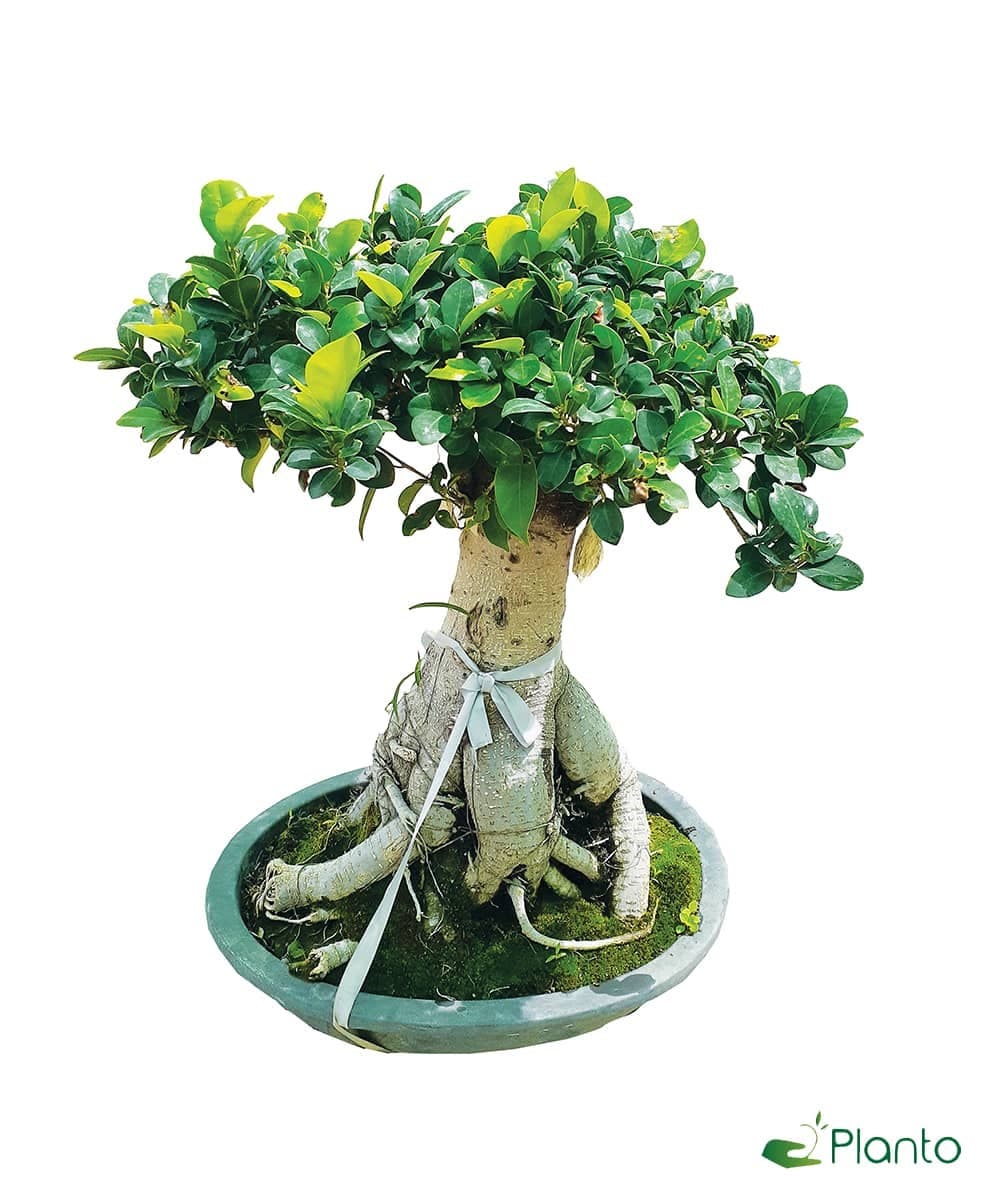 Ficus Bonsai — photo 2 | Planto.ae UAE
