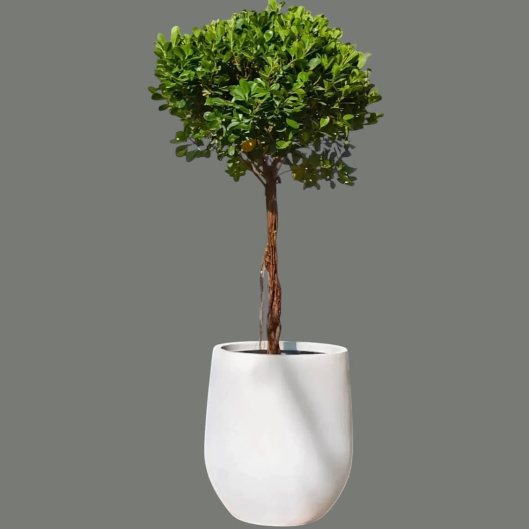 Ficus Panda Bonsai One Head — Indoor Plants for Dubai & UAE delivery | Planto.ae