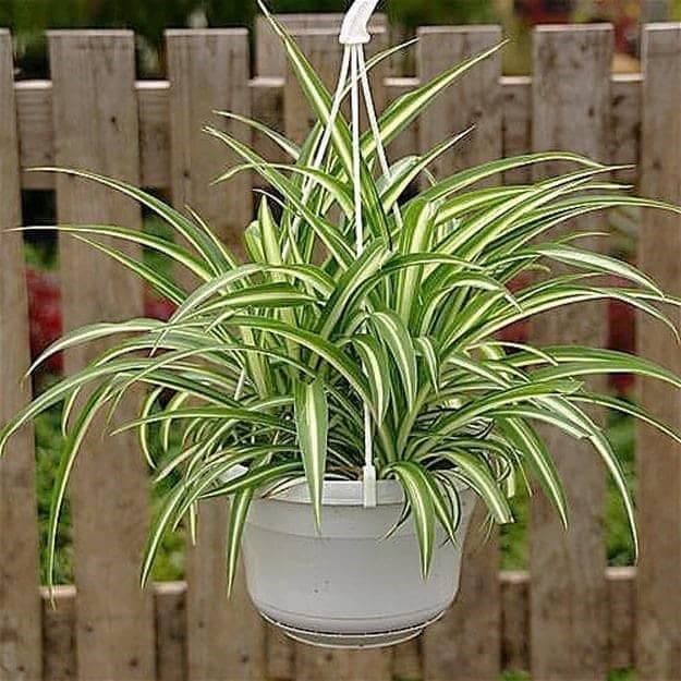 Hanging Pot Spider Plant — Indoor Plants for Dubai & UAE delivery | Planto.ae