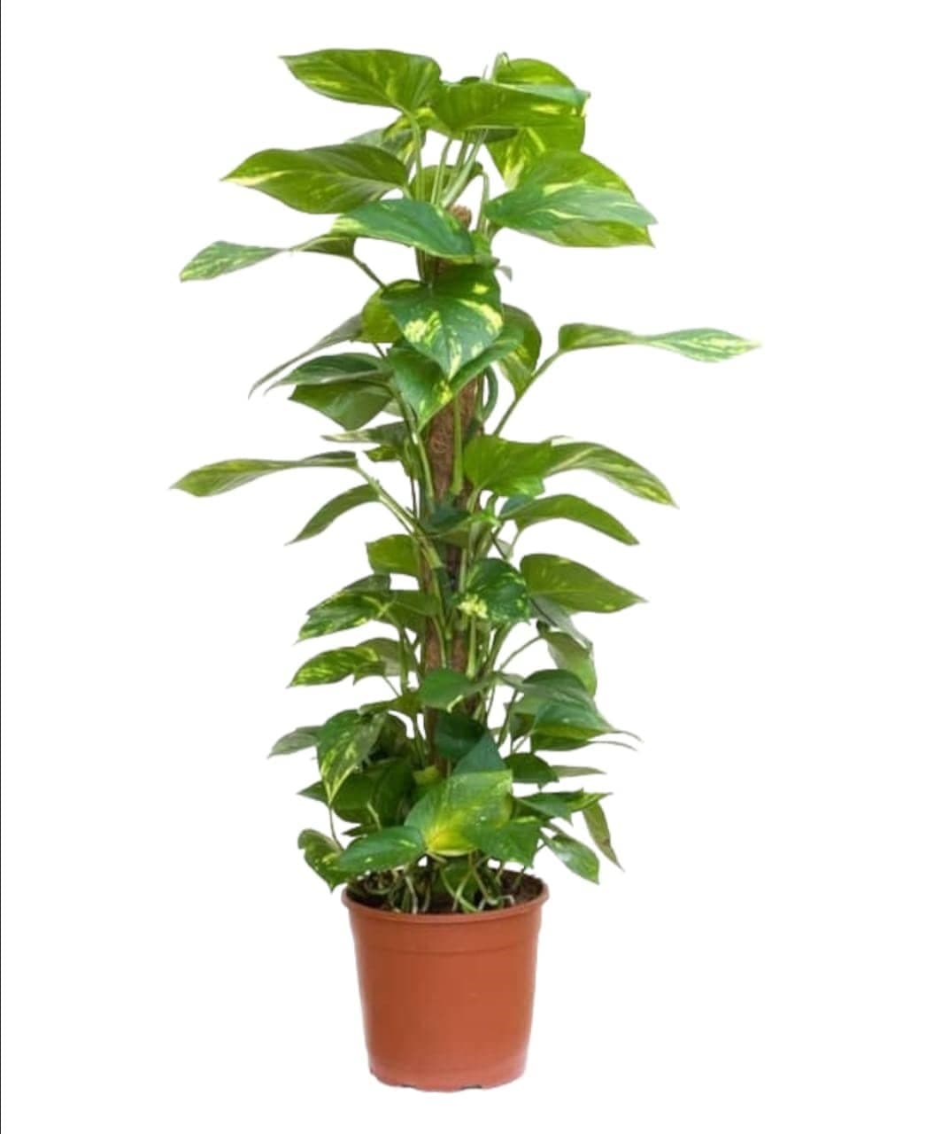 Money Plant — Indoor Plants for Dubai & UAE delivery | Planto.ae