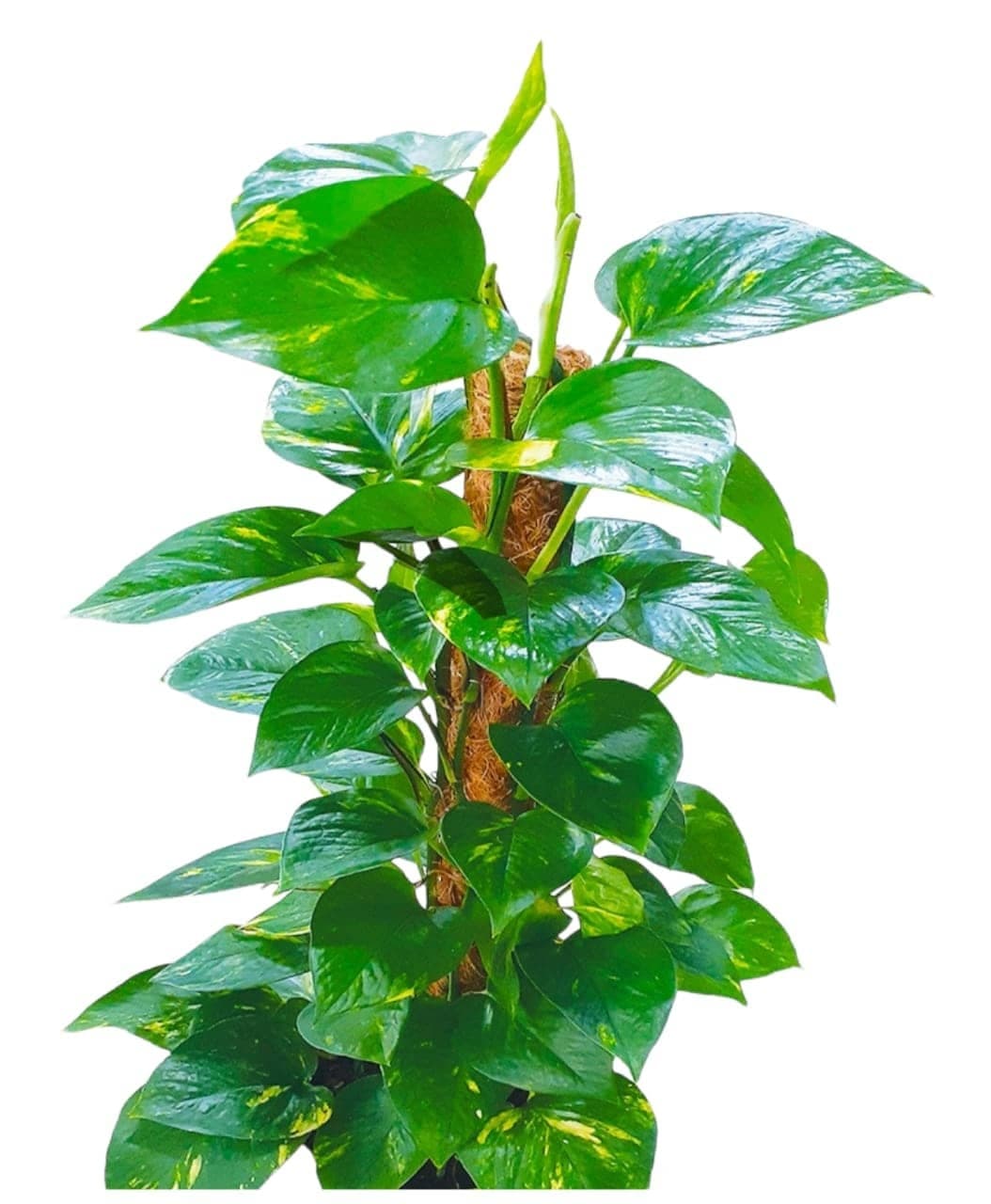 Money Plant — photo 2 | Planto.ae UAE