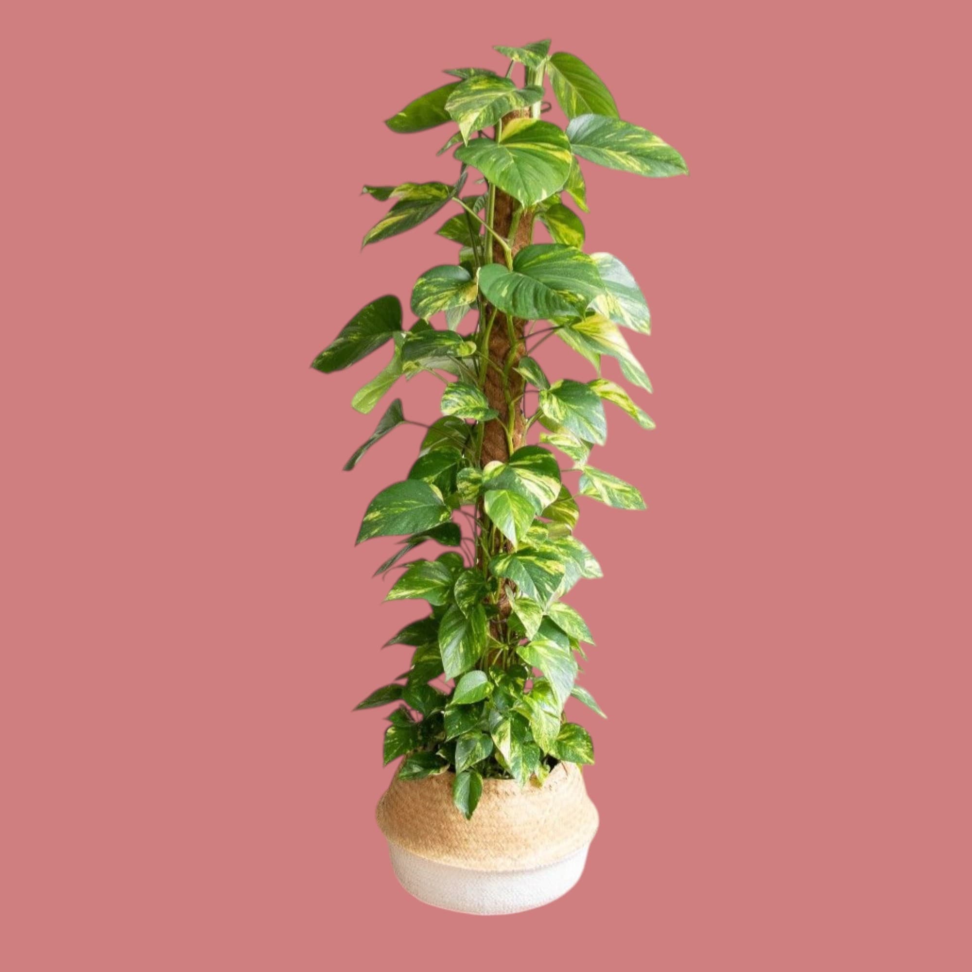 Money Plant In Basket — photo 2 | Planto.ae UAE