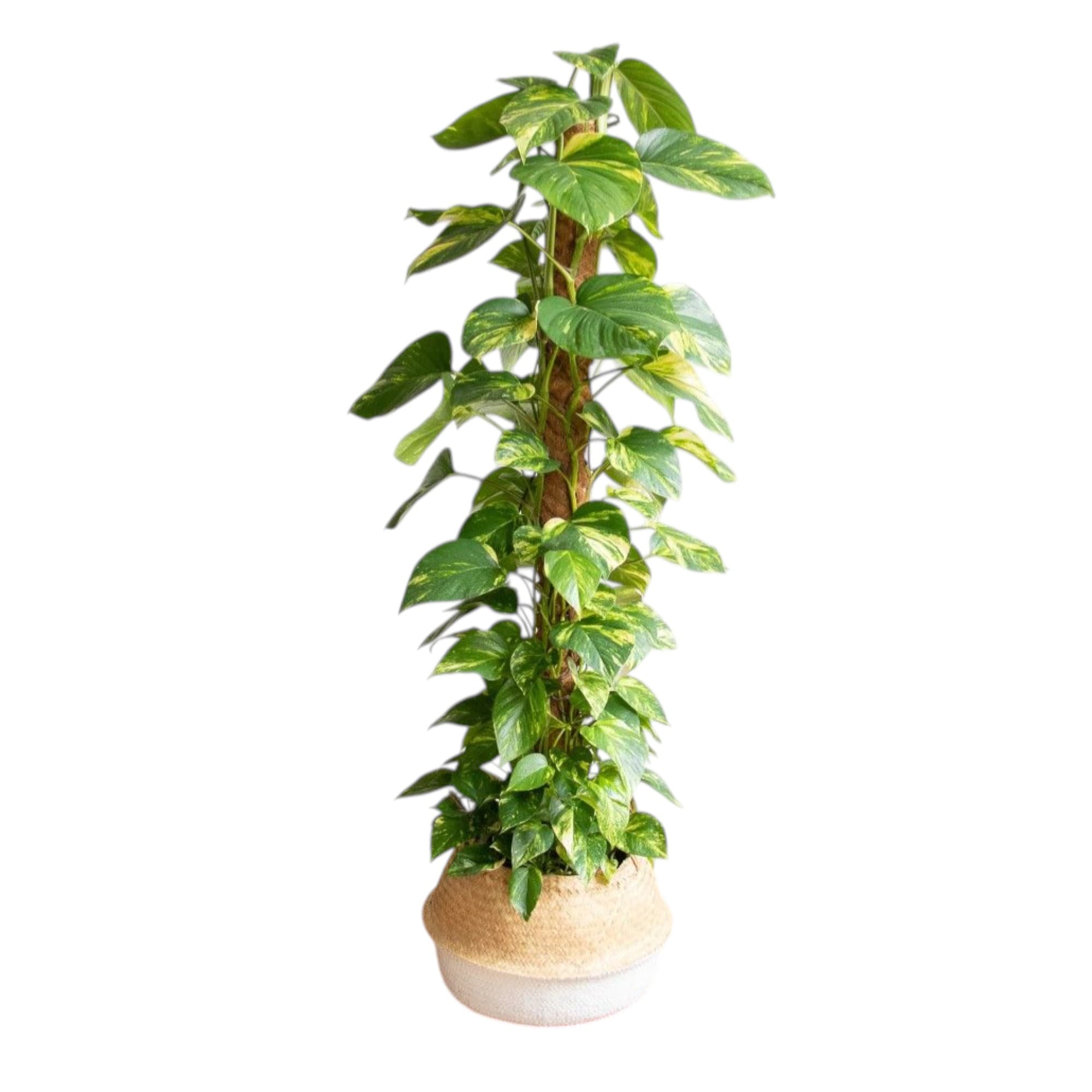 Money Plant In Basket — photo 3 | Planto.ae UAE