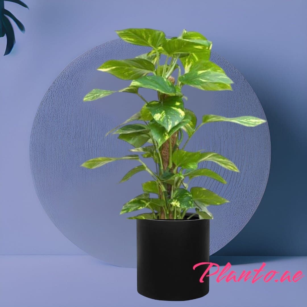 Money Plant In Black Ceramic Pot — photo 3 | Planto.ae UAE