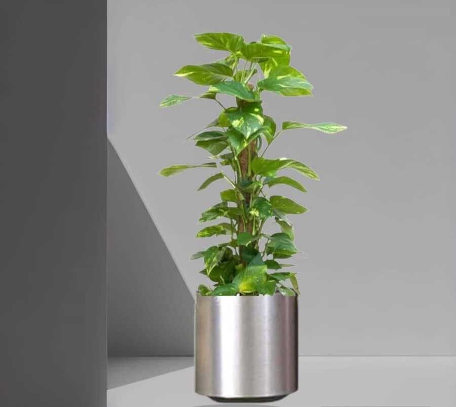 Money Plant In Stainless Steel Pot — Indoor Plants for Dubai & UAE delivery | Planto.ae