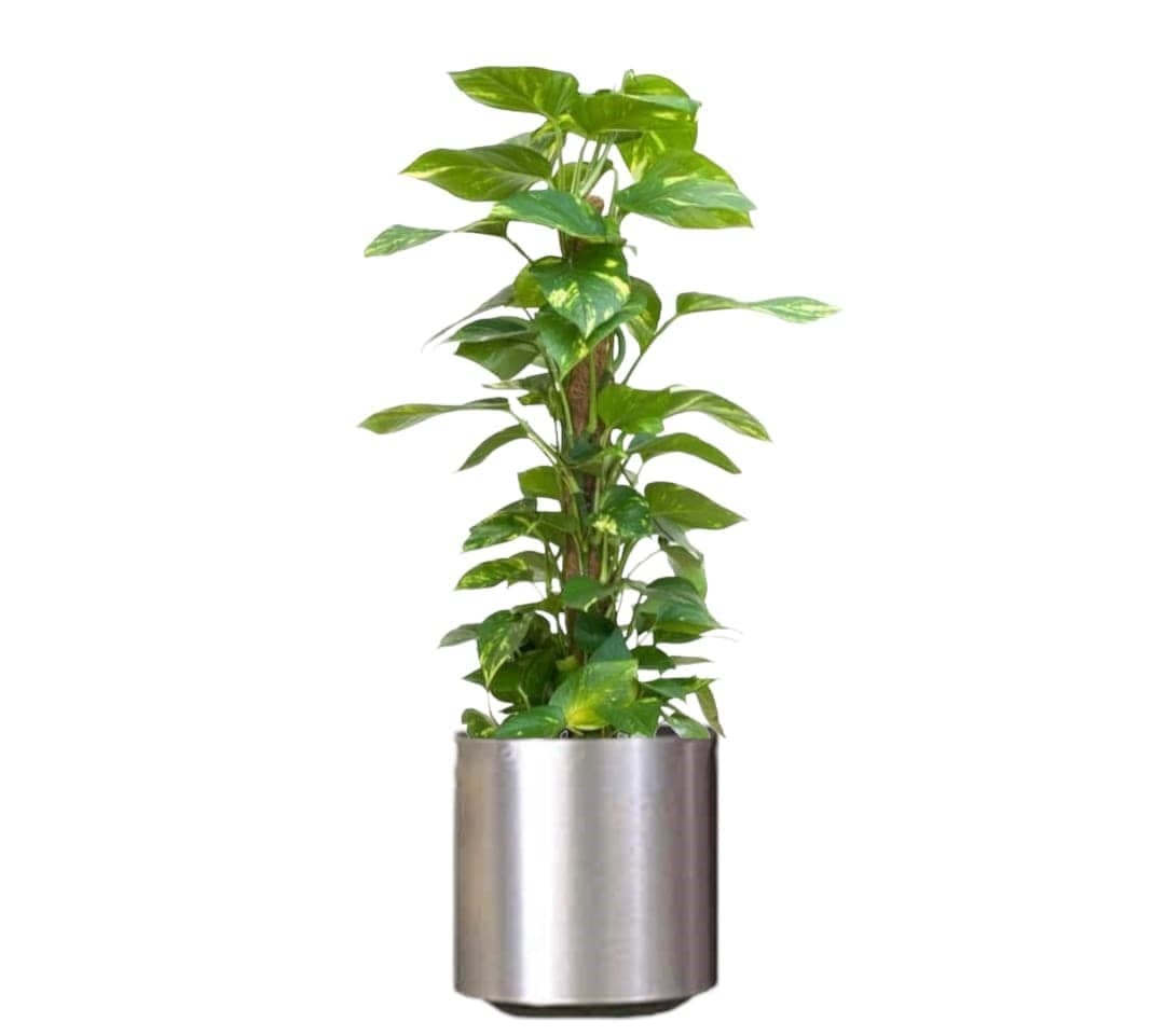Money Plant In Stainless Steel Pot — photo 2 | Planto.ae UAE