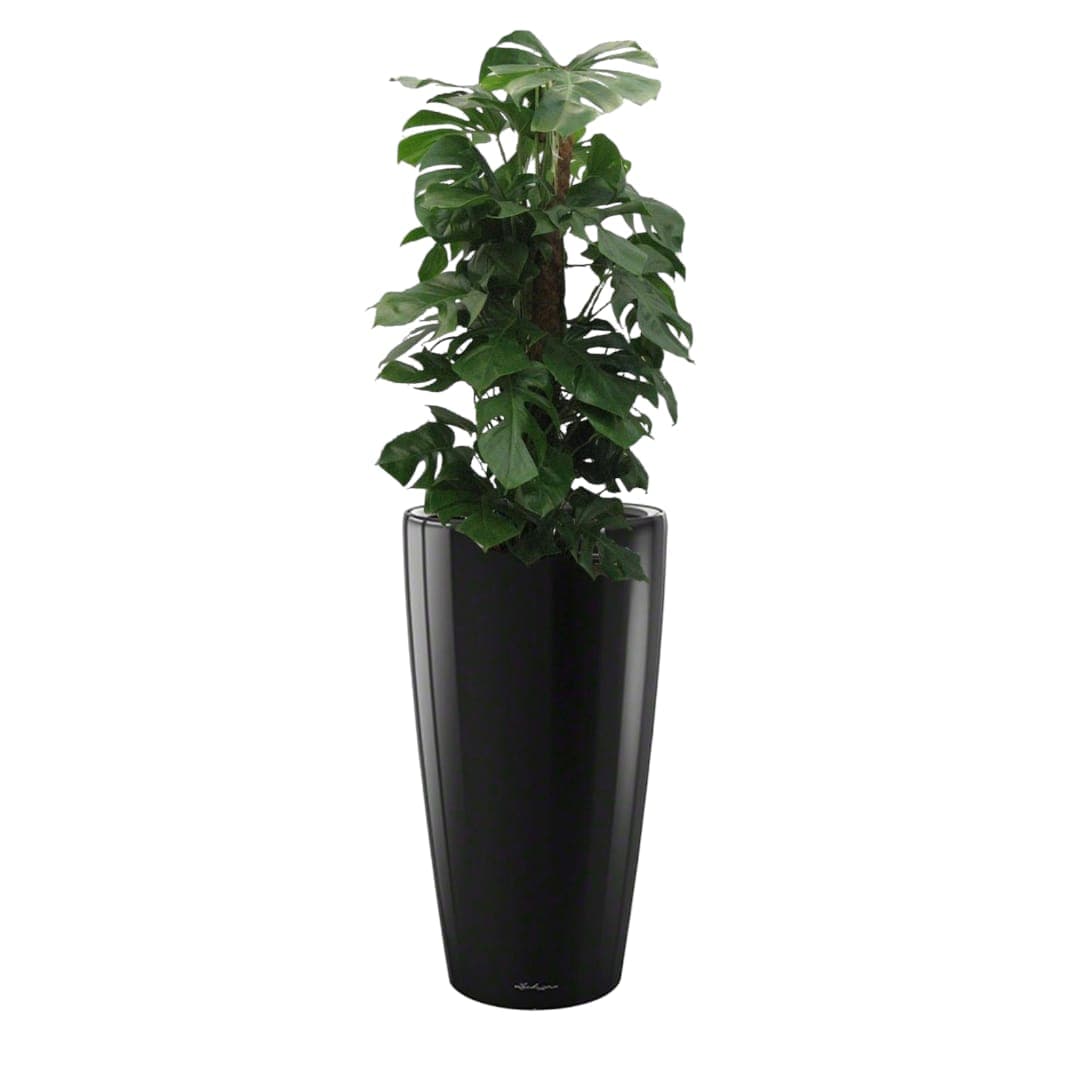 Monstera In Black Ceramic Pot — Indoor Plants for Dubai & UAE delivery | Planto.ae