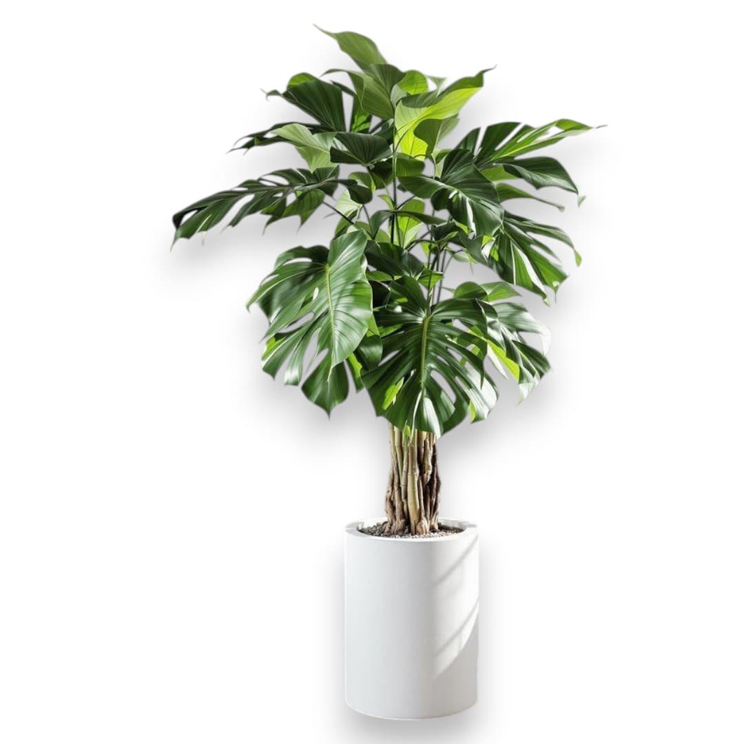 Monstera In White Fiber Pot — photo 2 | Planto.ae UAE