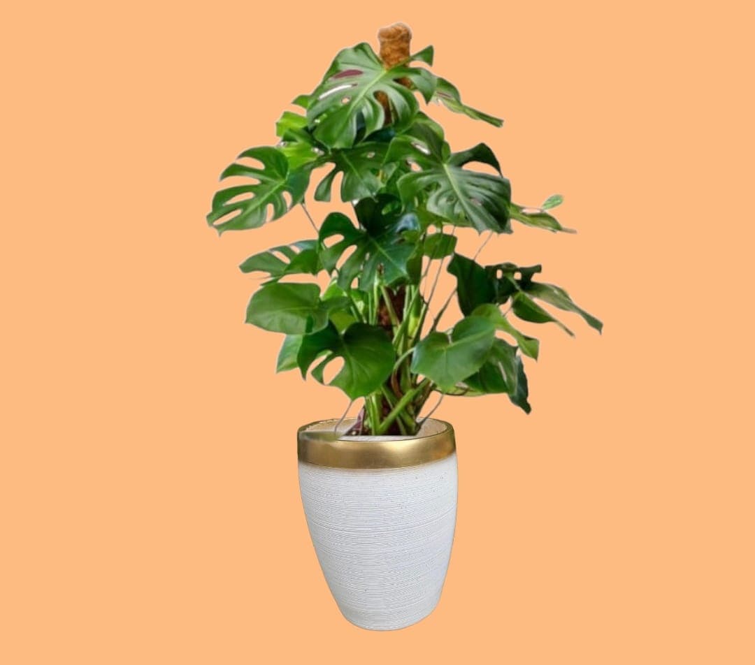 Monstera InCeramic Pot — Indoor Plants for Dubai & UAE delivery | Planto.ae