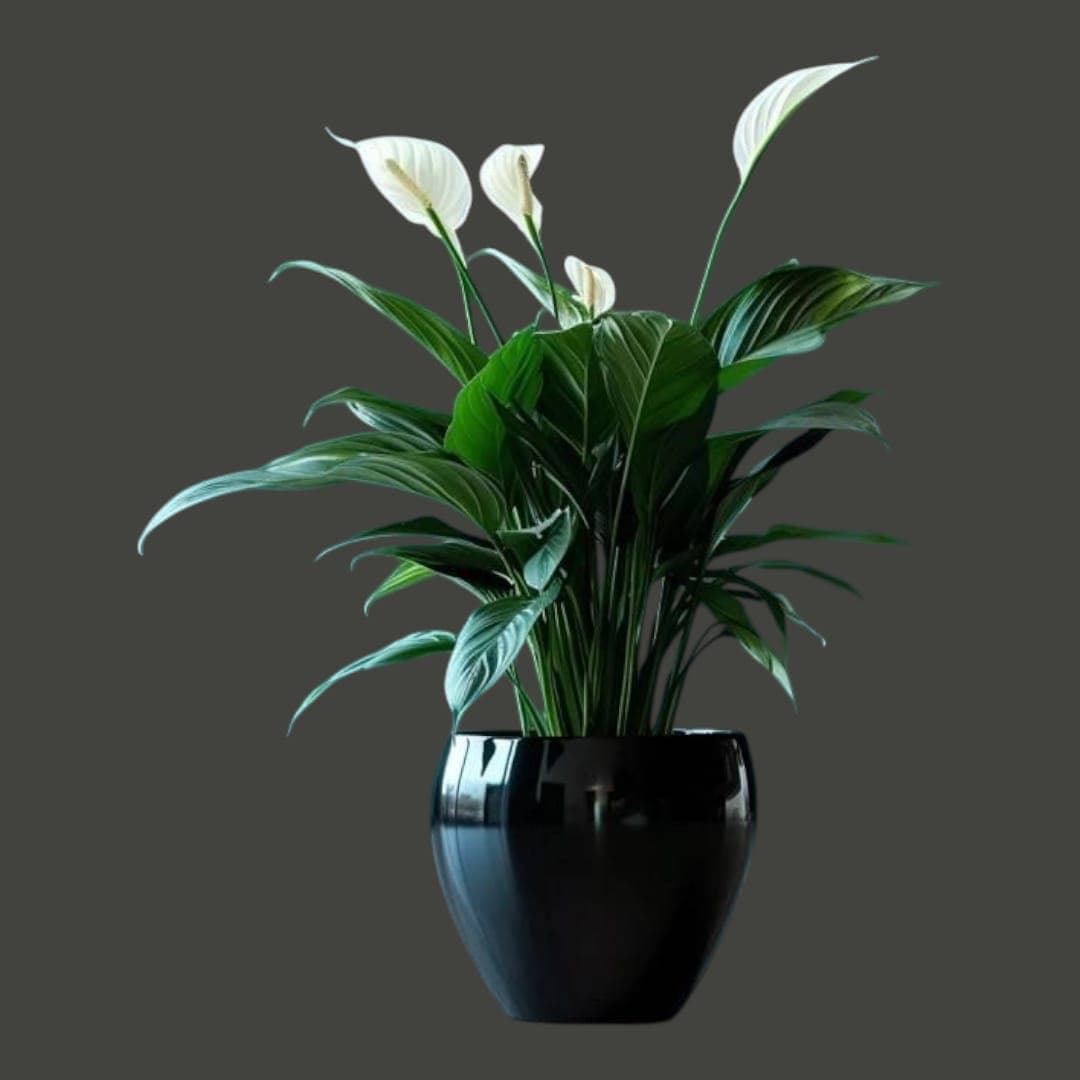 Peace Lilly — Indoor Plants for Dubai & UAE delivery | Planto.ae