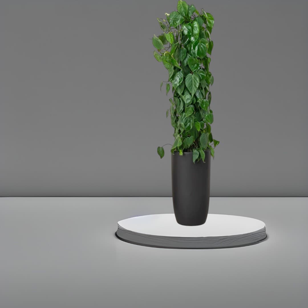 Philodendron Scandens — Indoor Plants for Dubai & UAE delivery | Planto.ae