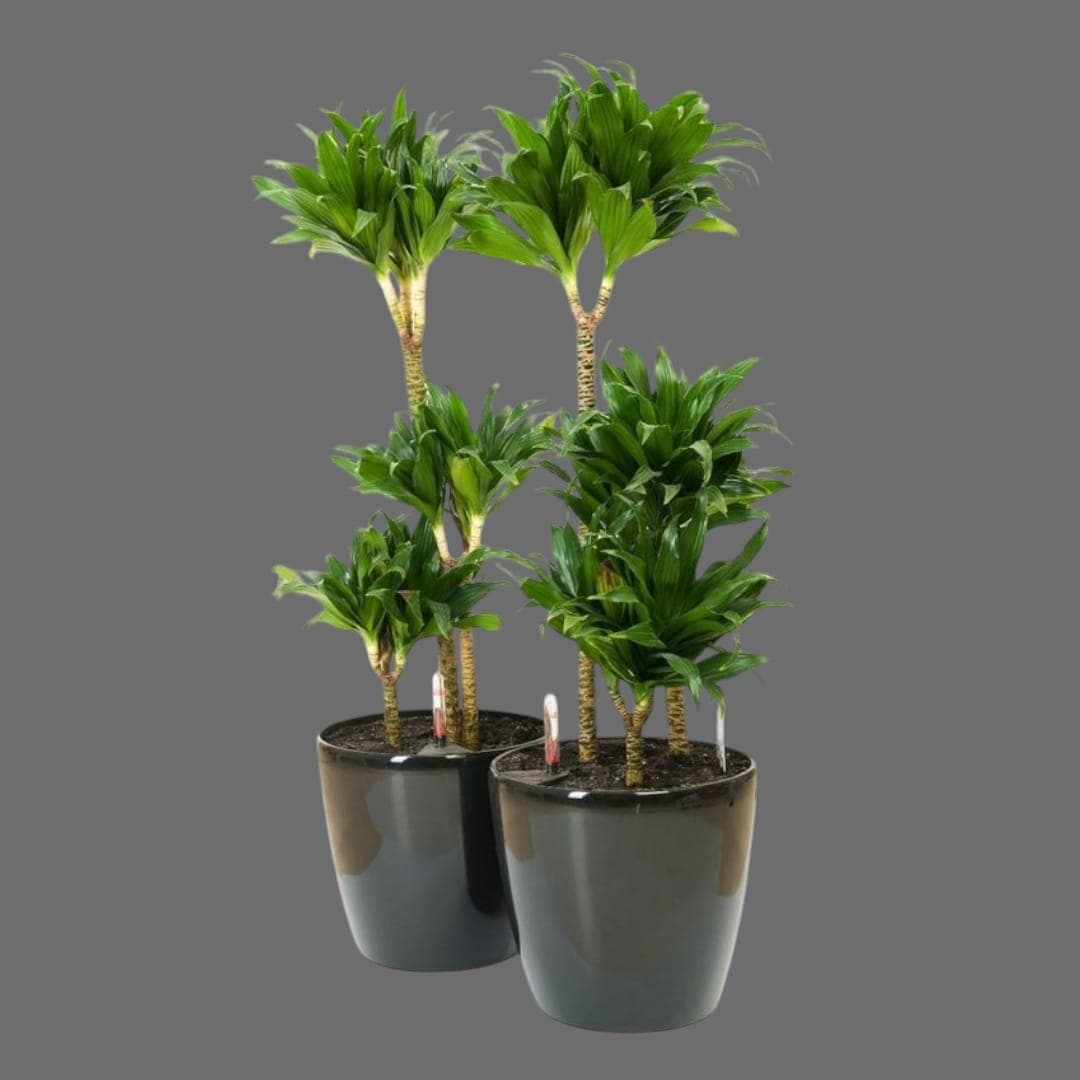 Plants Set 2 Dracaena Warneckii In Black Ceramic Pots — photo 2 | Planto.ae UAE