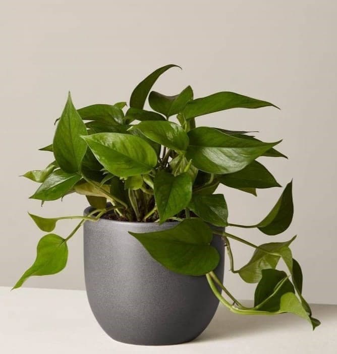 Pothos, Devil’s Ivy In Black Ceramic Pot — Indoor Plants for Dubai & UAE delivery | Planto.ae