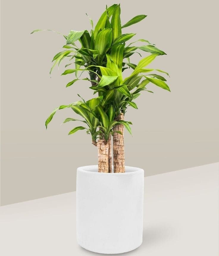Potted Dracaena — Indoor Plants for Dubai & UAE delivery | Planto.ae
