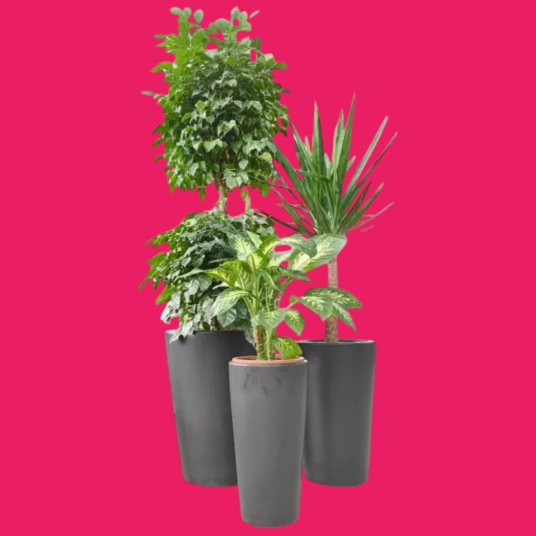 Radermachera,Yucca,Dieffenbachia Plant Set — Indoor Plants for Dubai & UAE delivery | Planto.ae