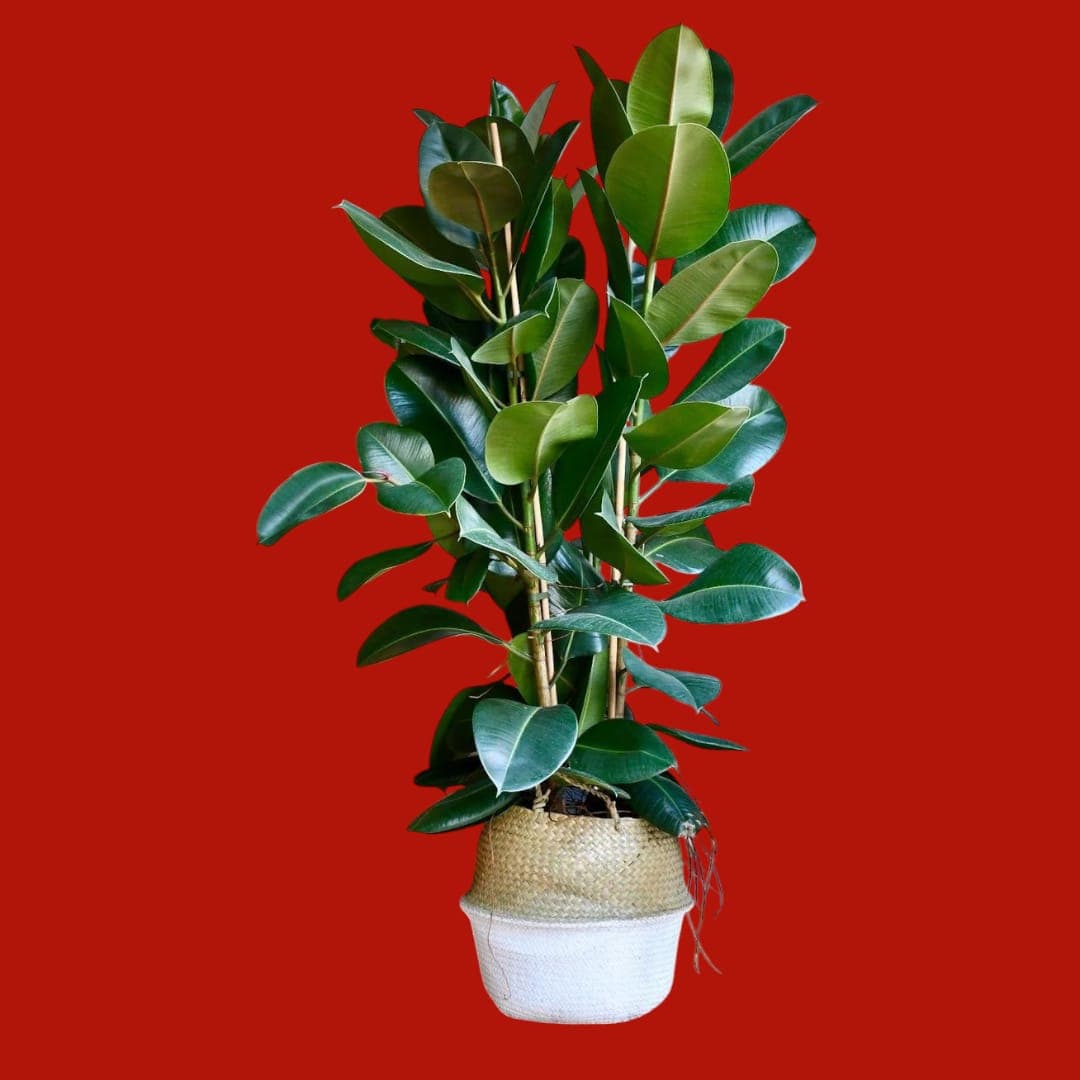 Rubber Plant In Basket — Indoor Plants for Dubai & UAE delivery | Planto.ae