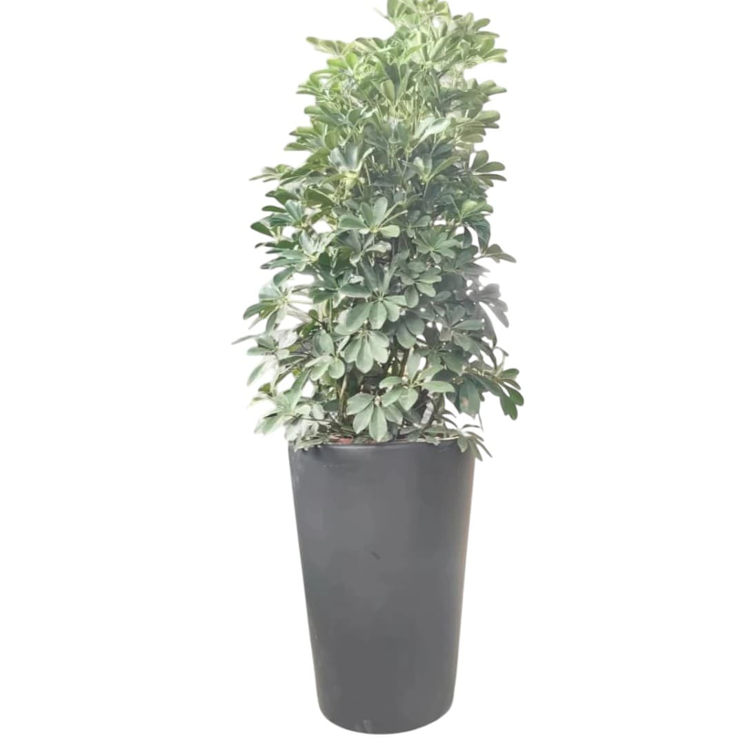 Saplera beautiful 80-100 cm — Indoor Plants for Dubai & UAE delivery | Planto.ae