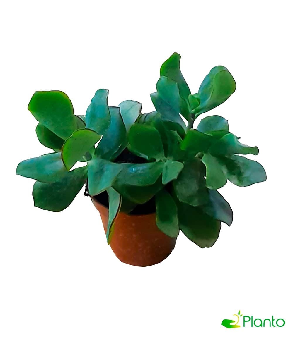 Small Aeonium-Castello — Indoor Plants for Dubai & UAE delivery | Planto.ae