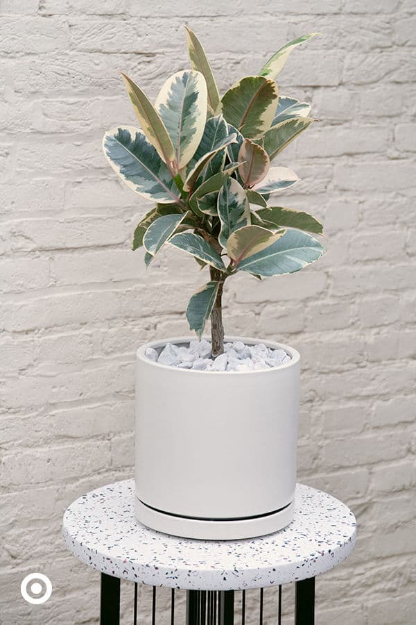 Variegated Rubber Plant In White Ceramic Pot — photo 2 | Planto.ae UAE