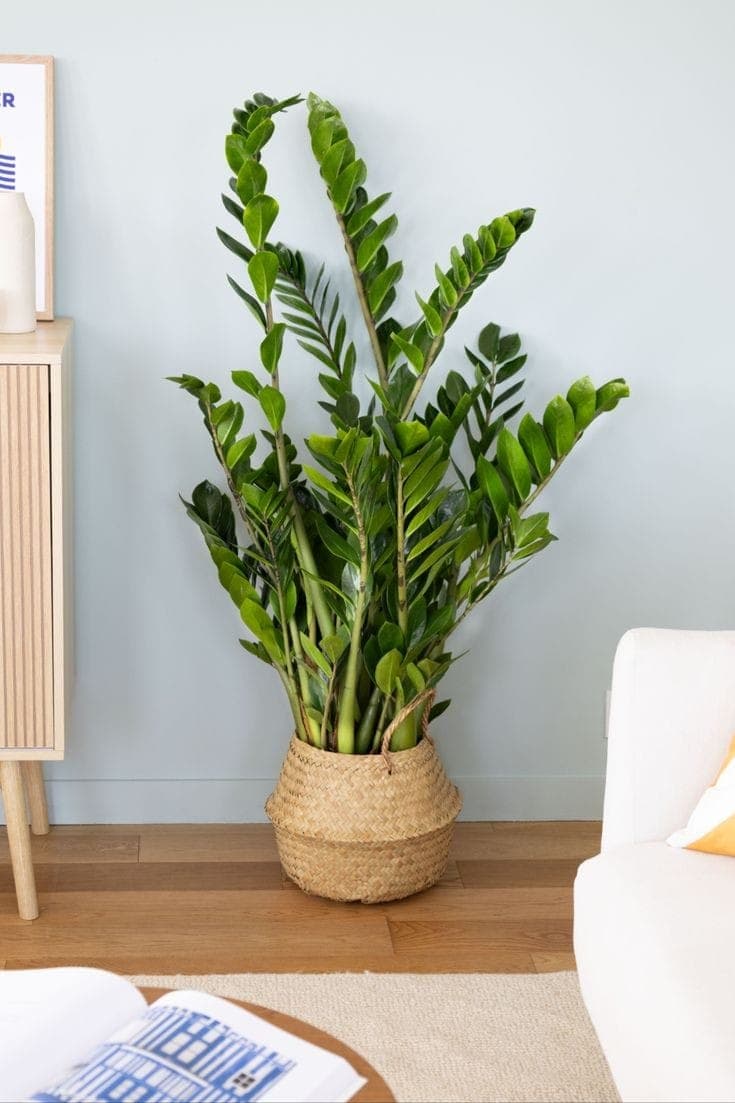 zamia zz Plant In Basket — Indoor Plants for Dubai & UAE delivery | Planto.ae