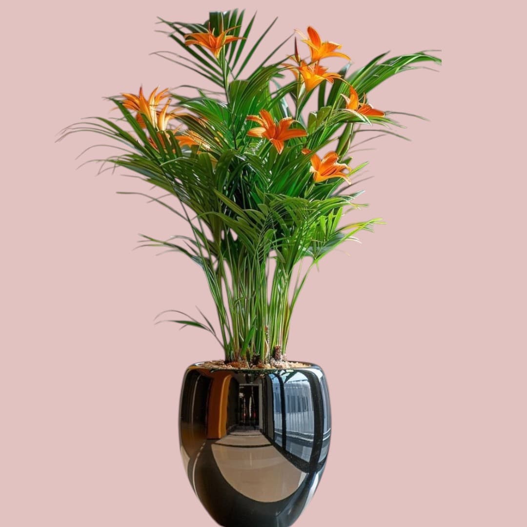 Areca Palm In Black Ceramic glossy Pot — Office Plants for Dubai & UAE delivery | Planto.ae
