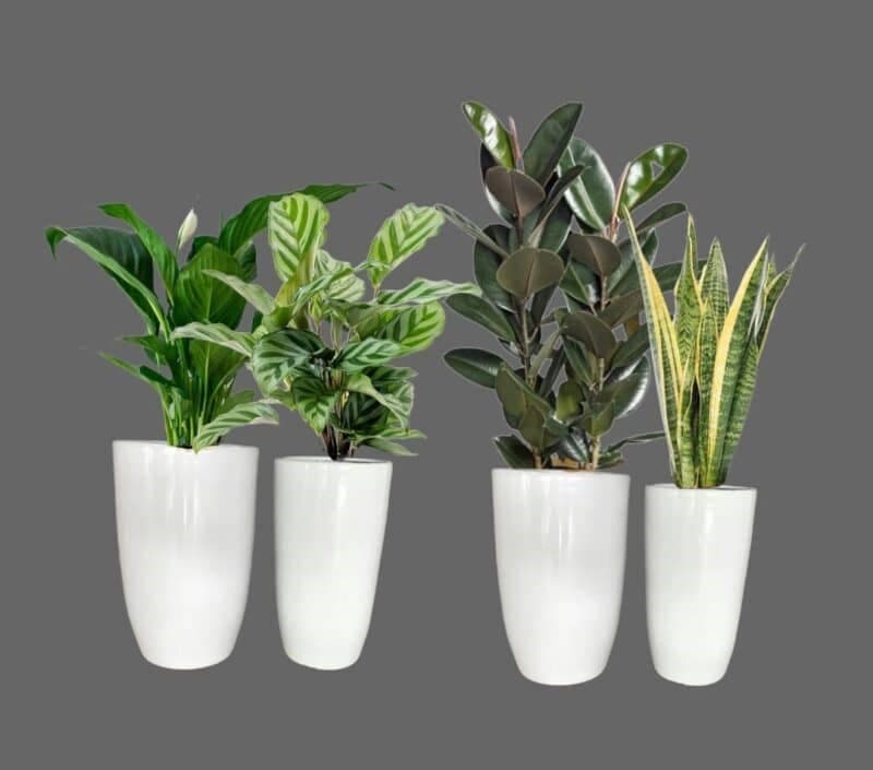Combo Set 4 Potted Plants — Office Plants for Dubai & UAE delivery | Planto.ae