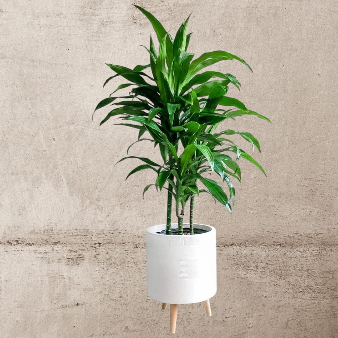 Dracaena — Office Plants for Dubai & UAE delivery | Planto.ae