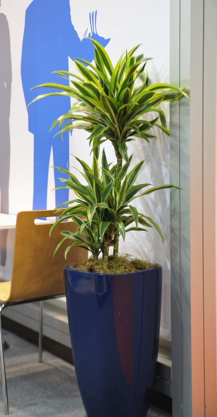 Dracaena Lemon Lime In Ceramic pot — photo 3 | Planto.ae UAE