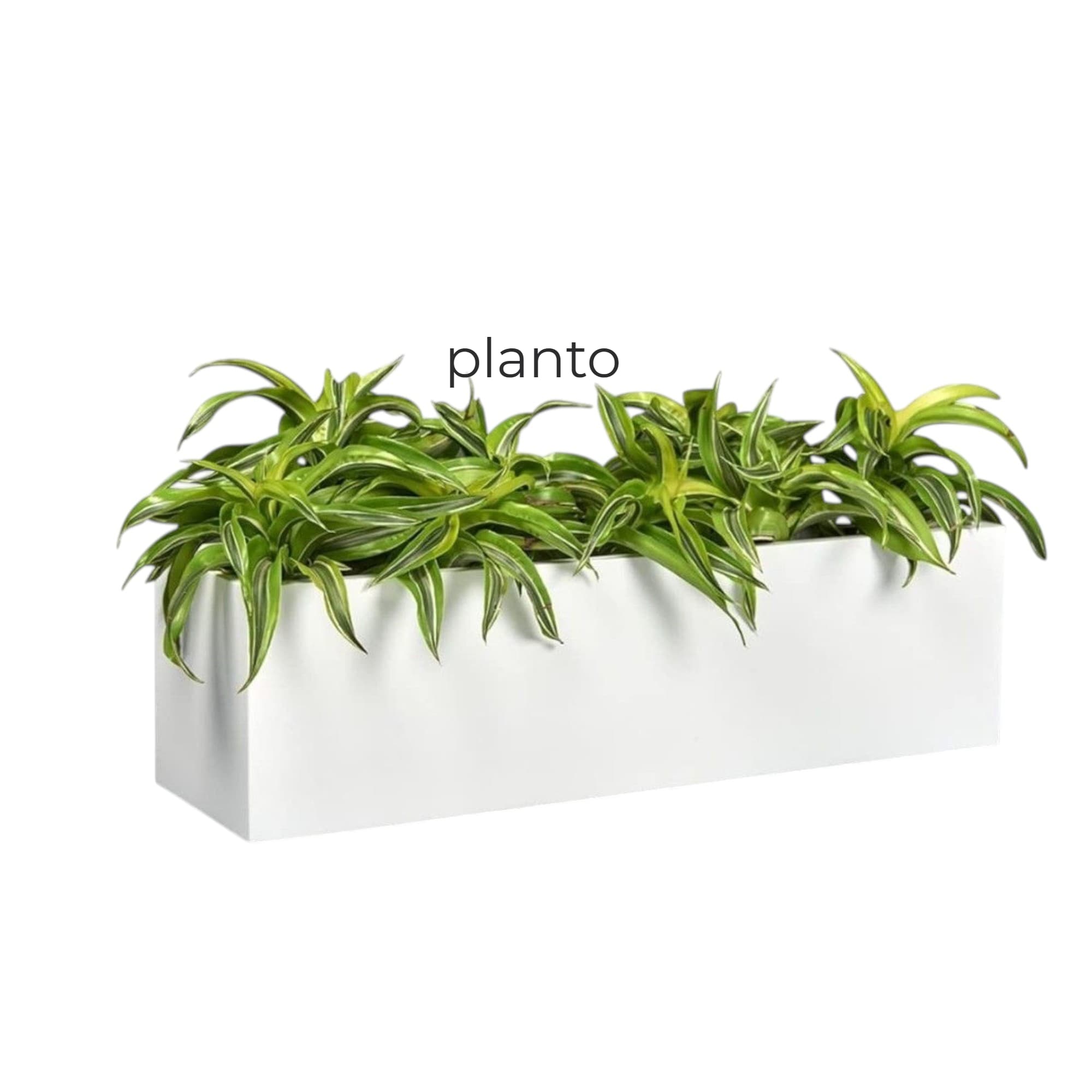 Dracaena Lemon Lime In Fiber Pot. — Office Plants for Dubai & UAE delivery | Planto.ae