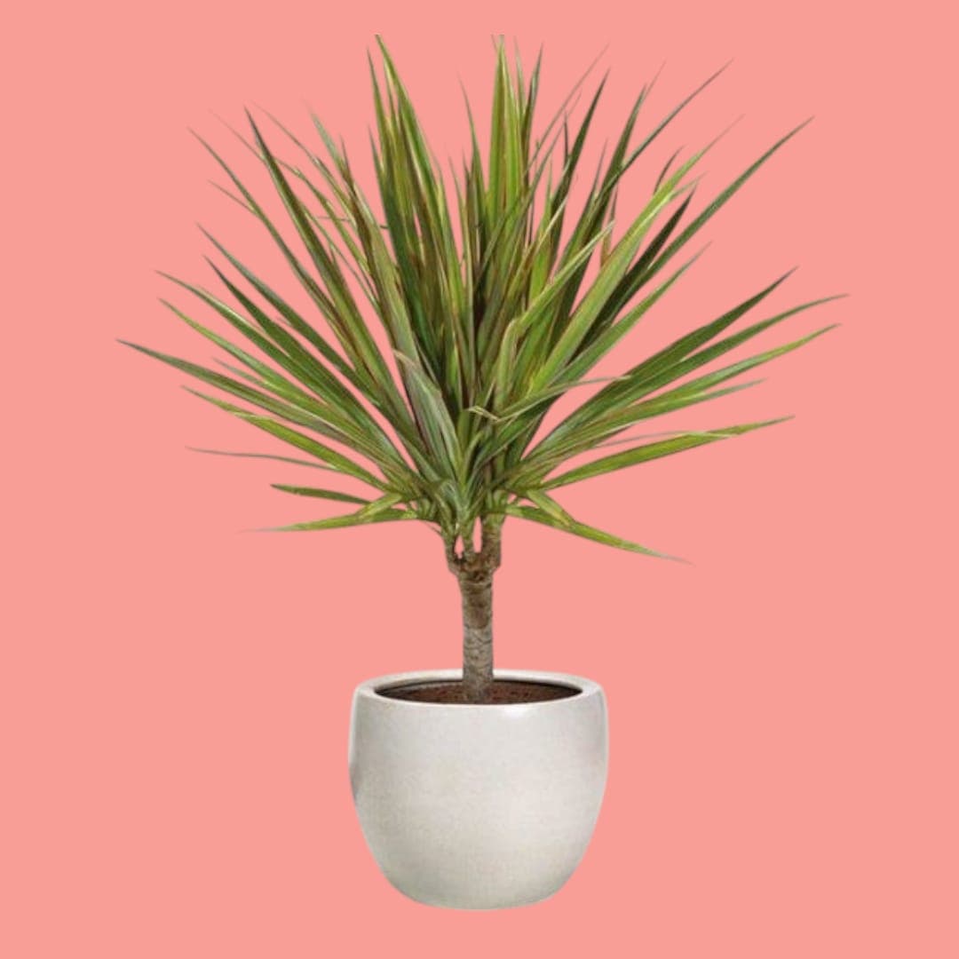 Dracaena Marginata In White Ceramic Pot — Office Plants for Dubai & UAE delivery | Planto.ae