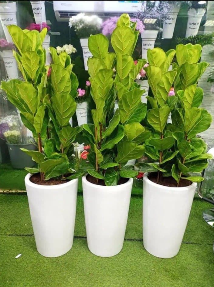Ficus Lyrata 3 Plants In White Ceramic Pots — Office Plants for Dubai & UAE delivery | Planto.ae