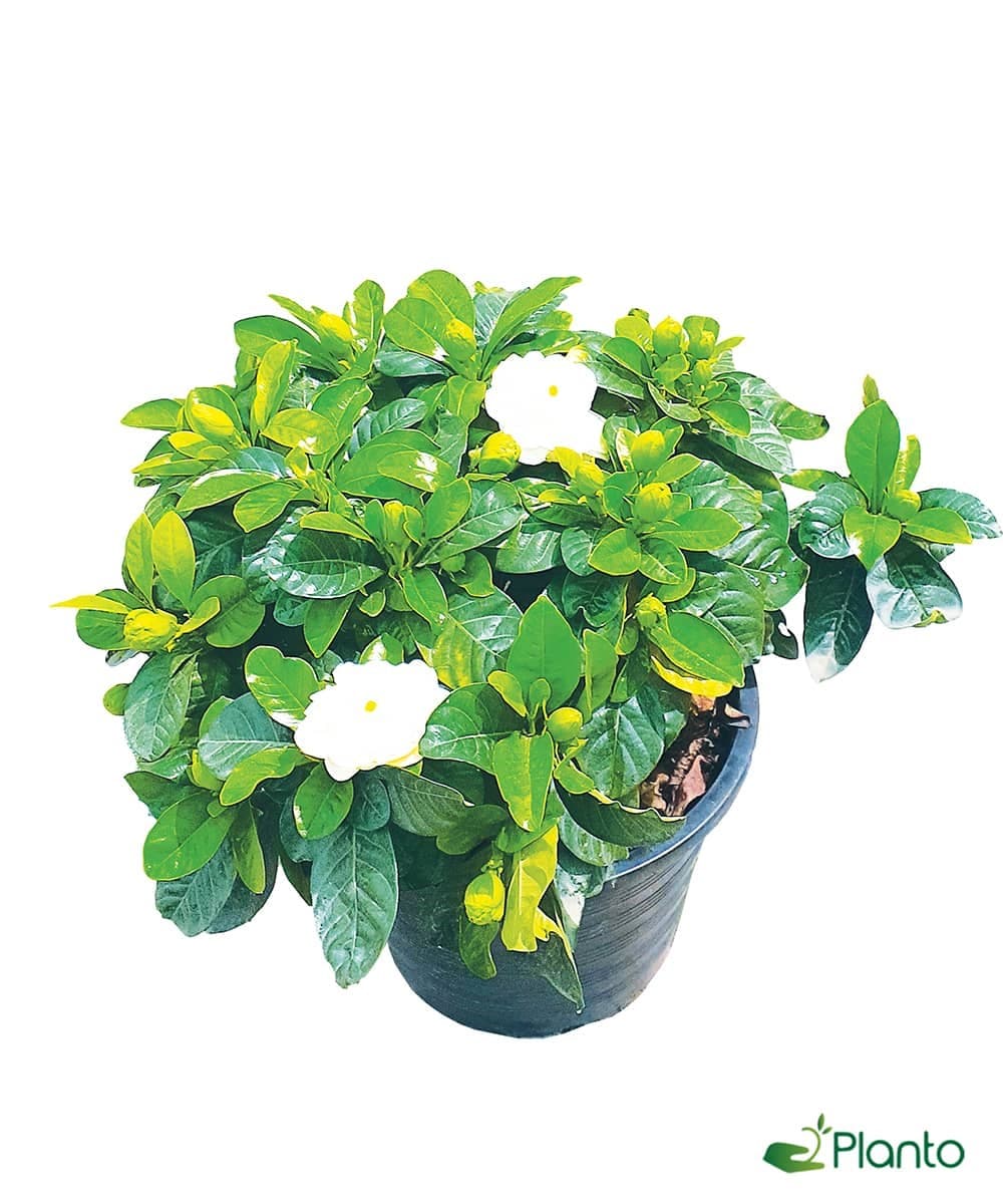 Gardenia Plant — Office Plants for Dubai & UAE delivery | Planto.ae
