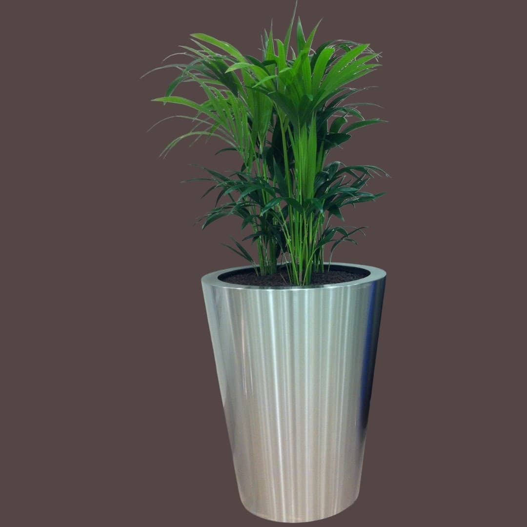 Kentia Palm In Silver Pot — Office Plants for Dubai & UAE delivery | Planto.ae