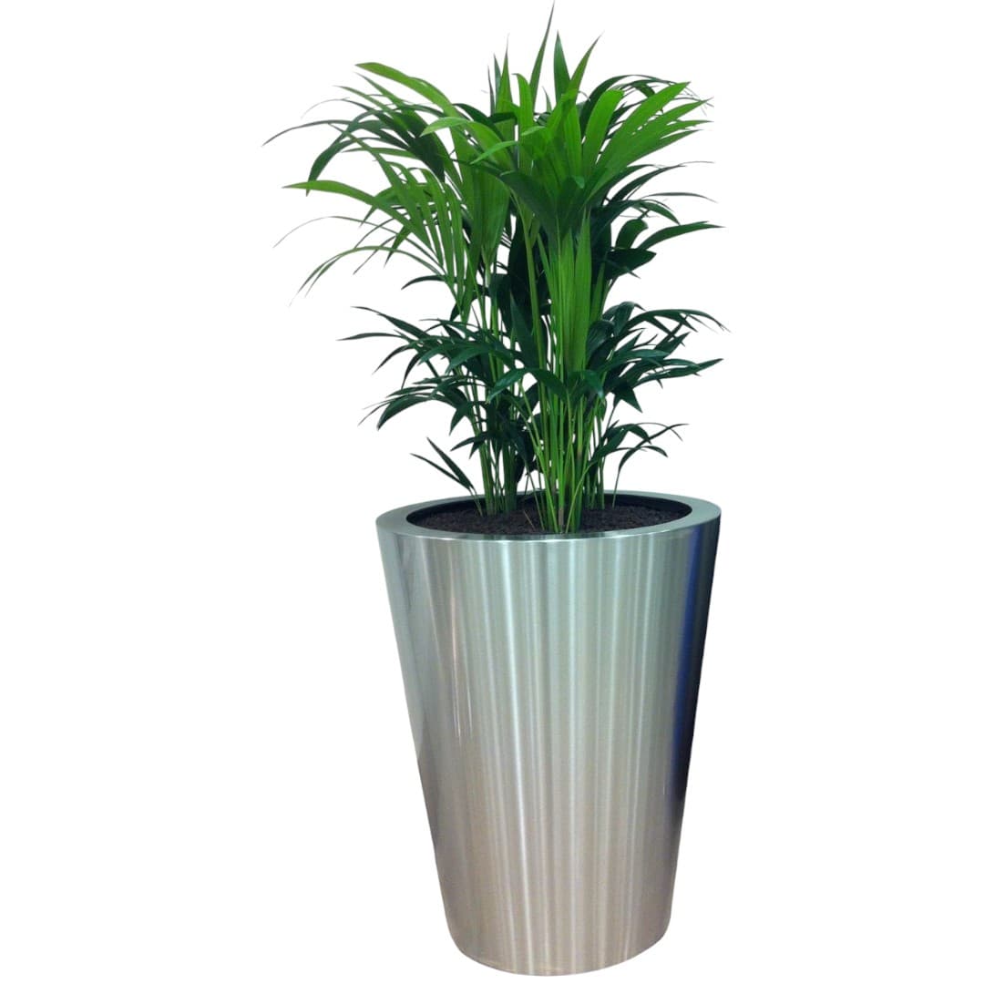 Kentia Palm In Silver Pot — photo 2 | Planto.ae UAE