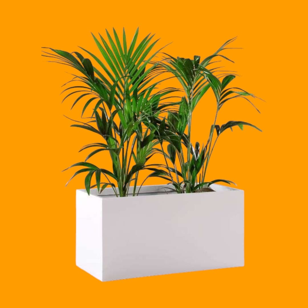 Kentia Palm In White Fiber Box Planter — Office Plants for Dubai & UAE delivery | Planto.ae