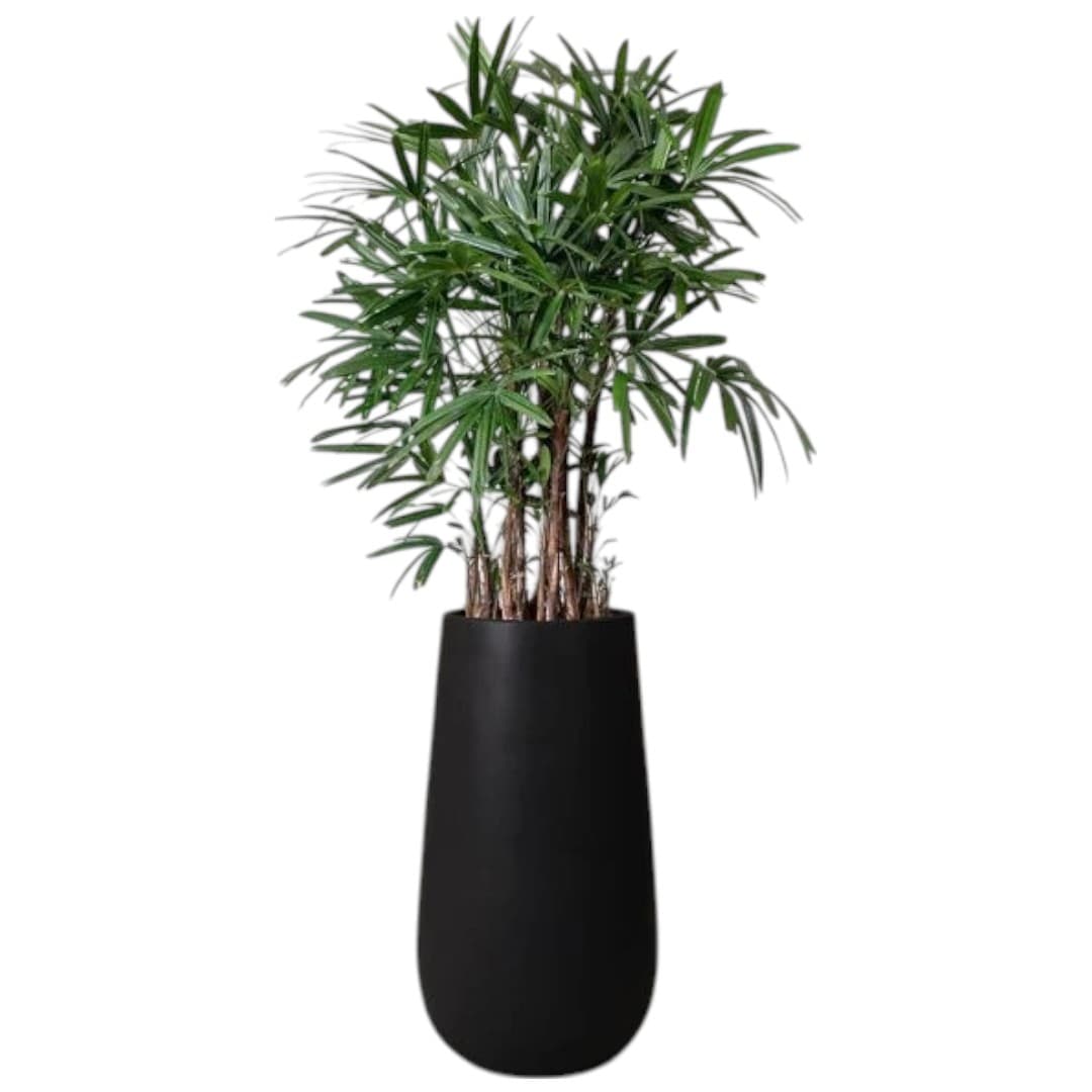 Lady Palm In Black Fiber Pot — Office Plants for Dubai & UAE delivery | Planto.ae