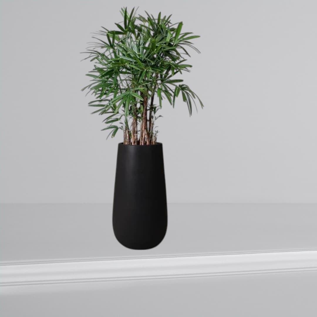 Lady Palm In Black Fiber Pot — photo 2 | Planto.ae UAE