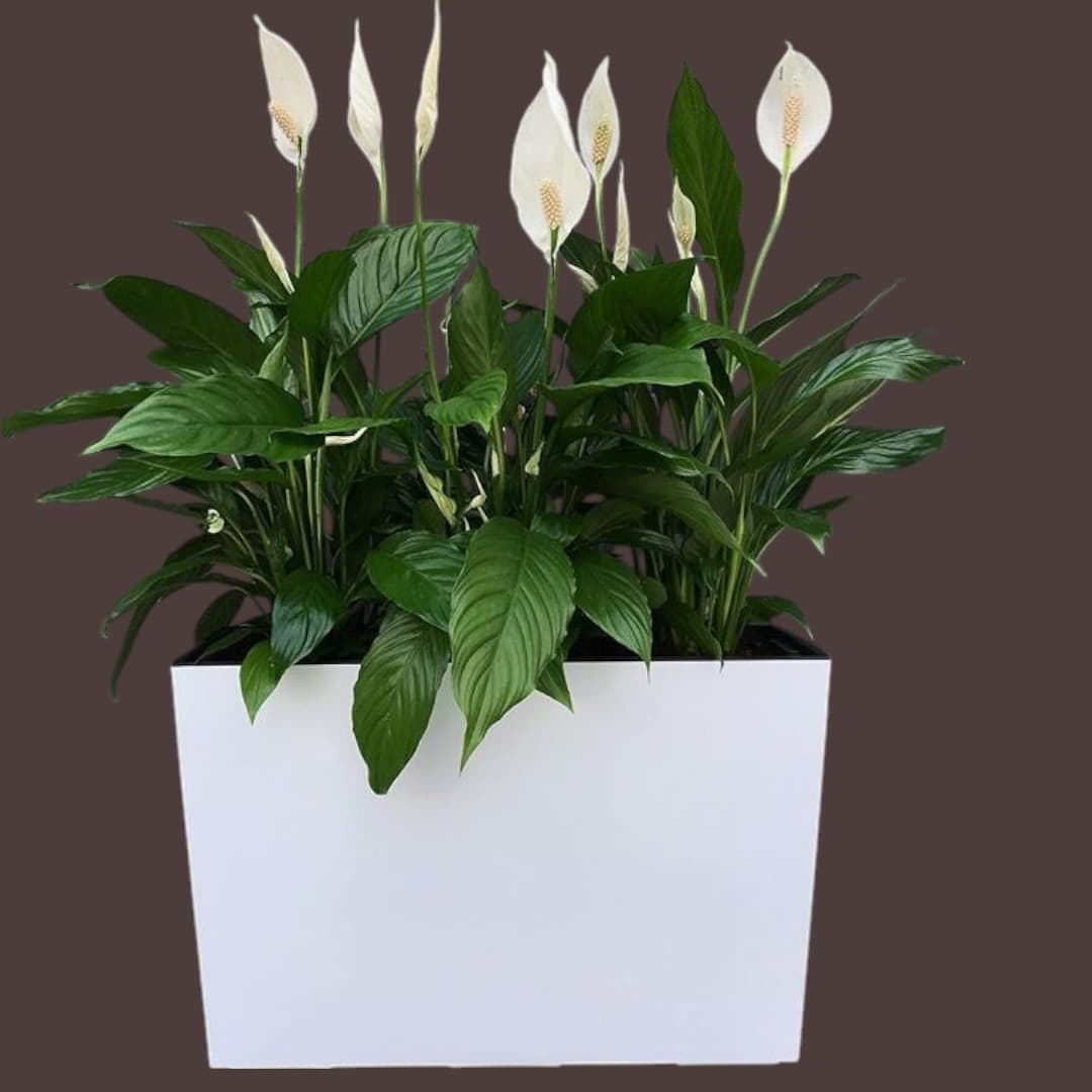 Peace Lilly In White Box Planter. — Office Plants for Dubai & UAE delivery | Planto.ae
