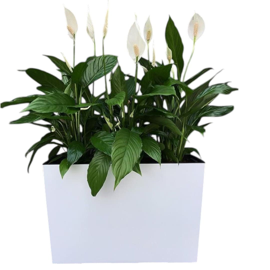 Peace Lilly In White Box Planter. — photo 3 | Planto.ae UAE