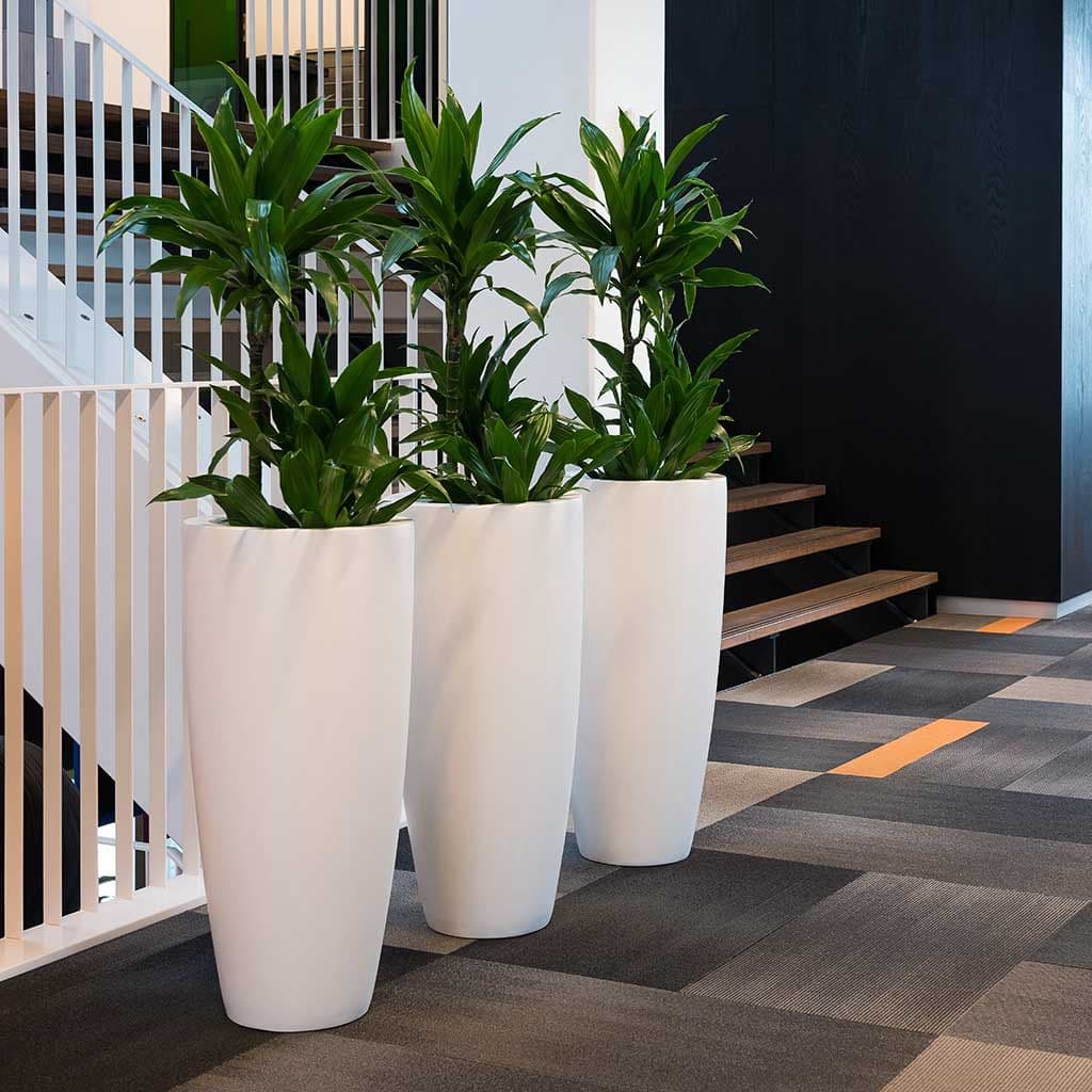 Set of 3 Dracaena Warneckii In white fiber Pots — Office Plants for Dubai & UAE delivery | Planto.ae