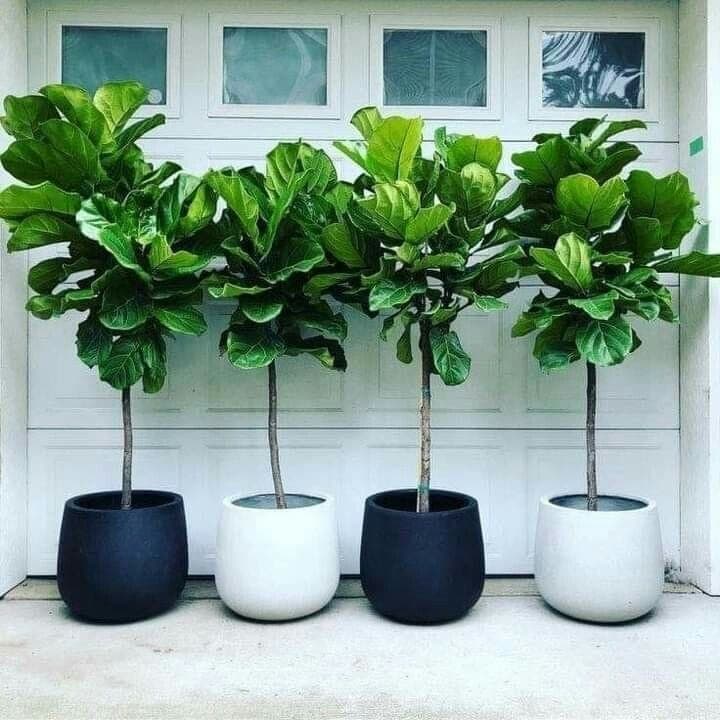 Set Of 4 Fiddle Leaf Plant — Office Plants for Dubai & UAE delivery | Planto.ae