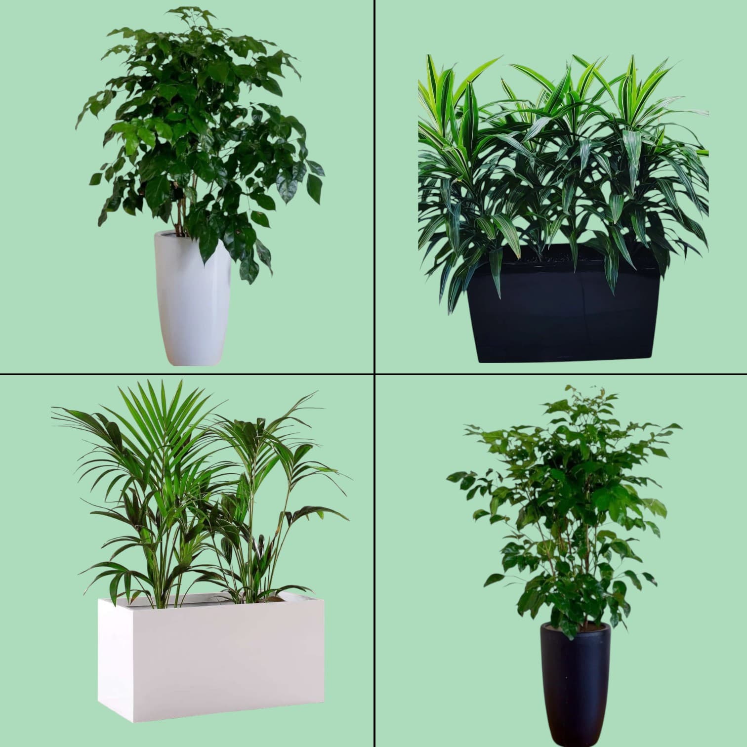 Set Of Four Plants. — Office Plants for Dubai & UAE delivery | Planto.ae