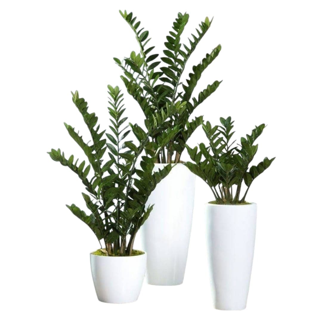 Set Of3 3 zamia zz Plant — Office Plants for Dubai & UAE delivery | Planto.ae
