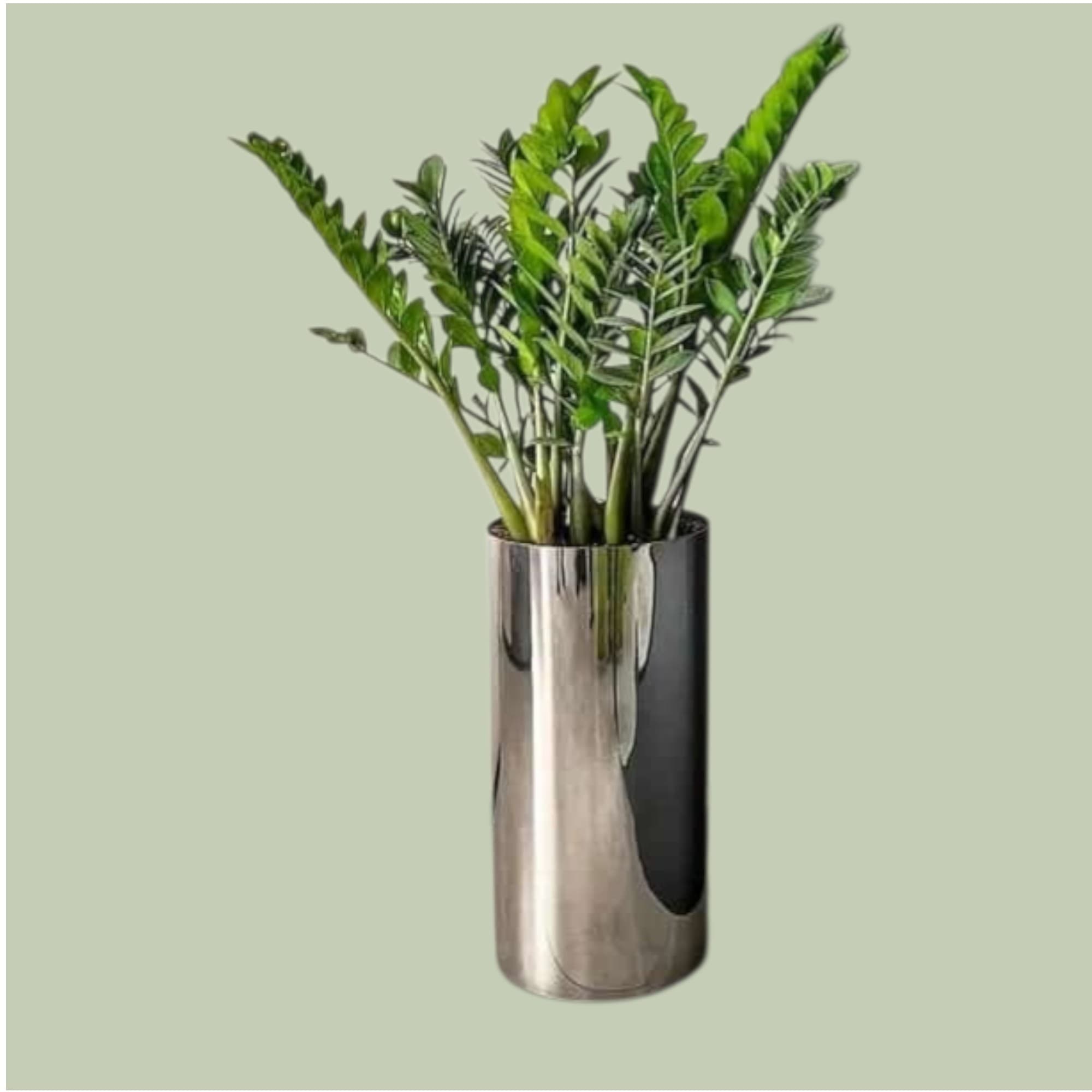 Zamia ZZ Plant in Silver Pot — Office Plants for Dubai & UAE delivery | Planto.ae