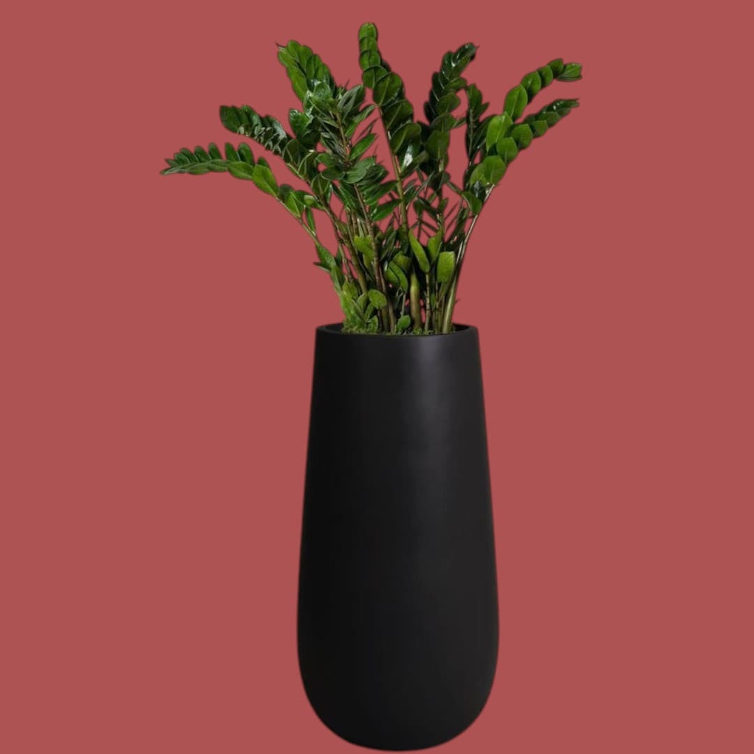 ZZ Zamioculcas Plant in Black Fiber Pot — Office Plants for Dubai & UAE delivery | Planto.ae
