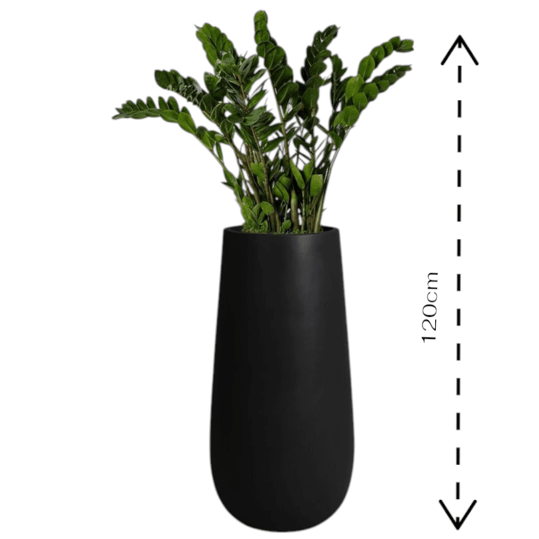 ZZ Zamioculcas Plant in Black Fiber Pot — photo 2 | Planto.ae UAE