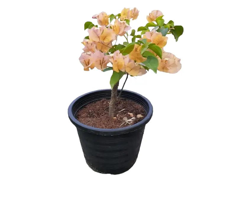 Bougainvillea — photo 2 | Planto.ae UAE