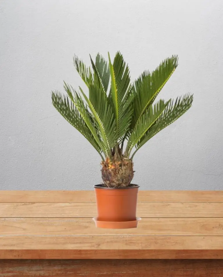 Cycas — photo 2 | Planto.ae UAE