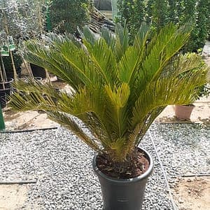 Cycas — photo 3 | Planto.ae UAE