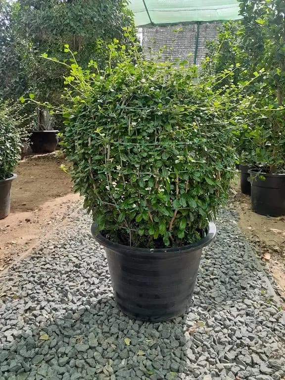 Ehretia Ball — Outdoor Plants for Dubai & UAE delivery | Planto.ae